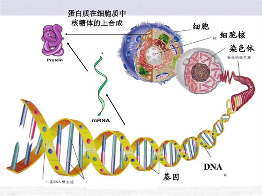 生物反應器